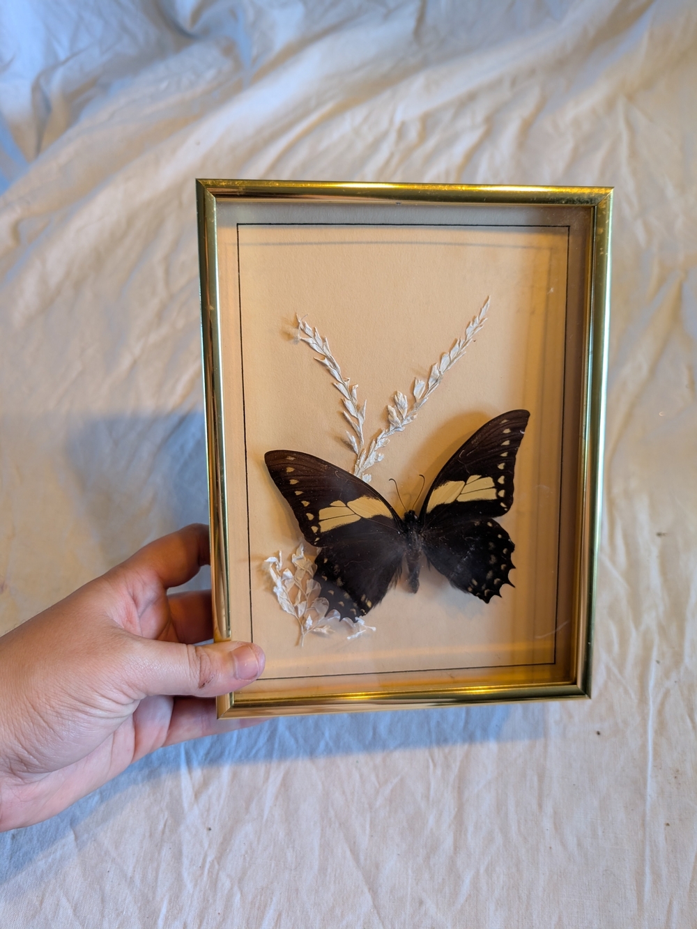 2/100$ Vintage Black and Yellow Butterfly Framed Wall Art